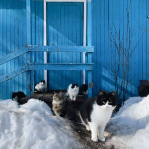 flock of cats with timber house painted blue in background