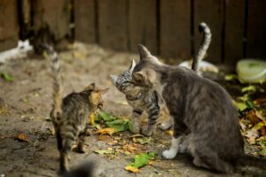 The more data chaos we have, the more we need to herd the cats or at least keep an eye on them.